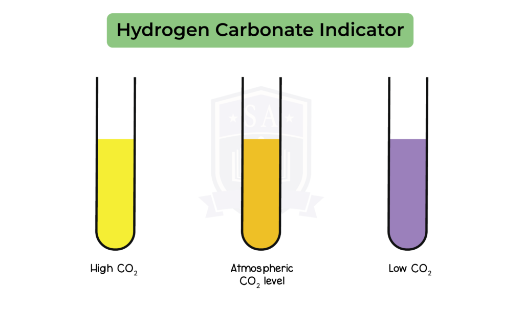 IGED BIO TOPIC 8 005 Hydrogen Carbonate Indicator Studia Academy