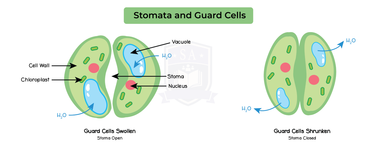 Iged Bio Topic Stomata And Guard Cell Studia Academy Resources