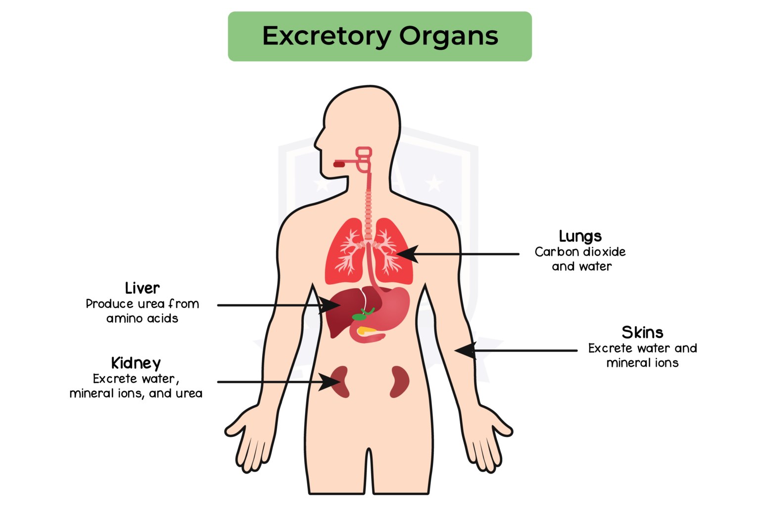 Excretion In Human Studia Academy