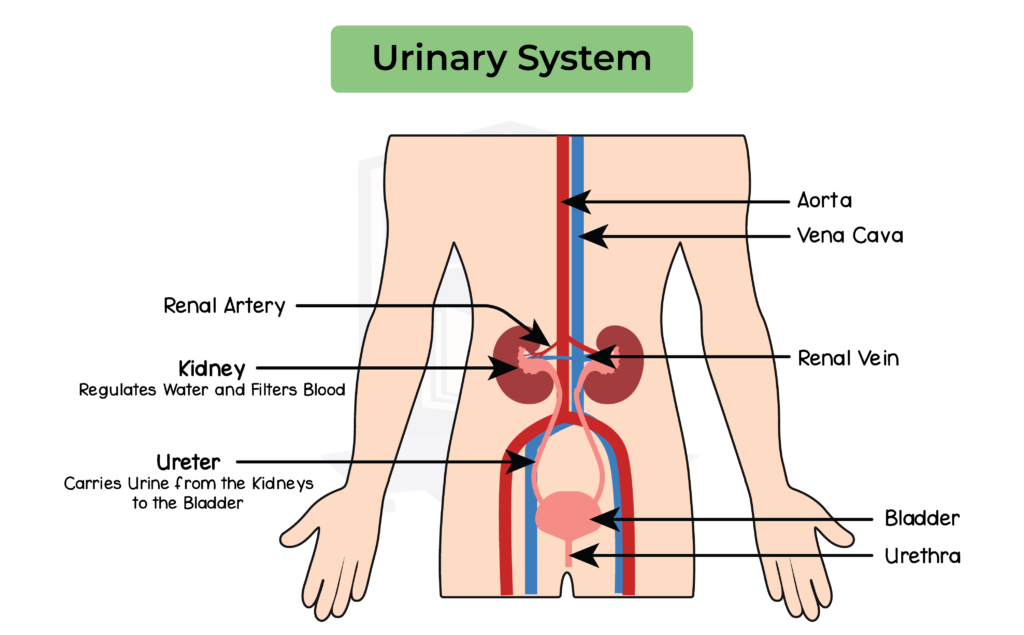 Excretion In Human Studia Academy