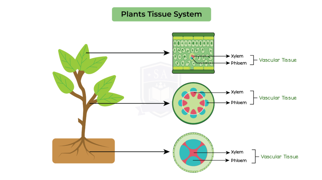 IGED_BIO_TOPIC-10_005_Plant-Tissue-System - Studia Academy Resources