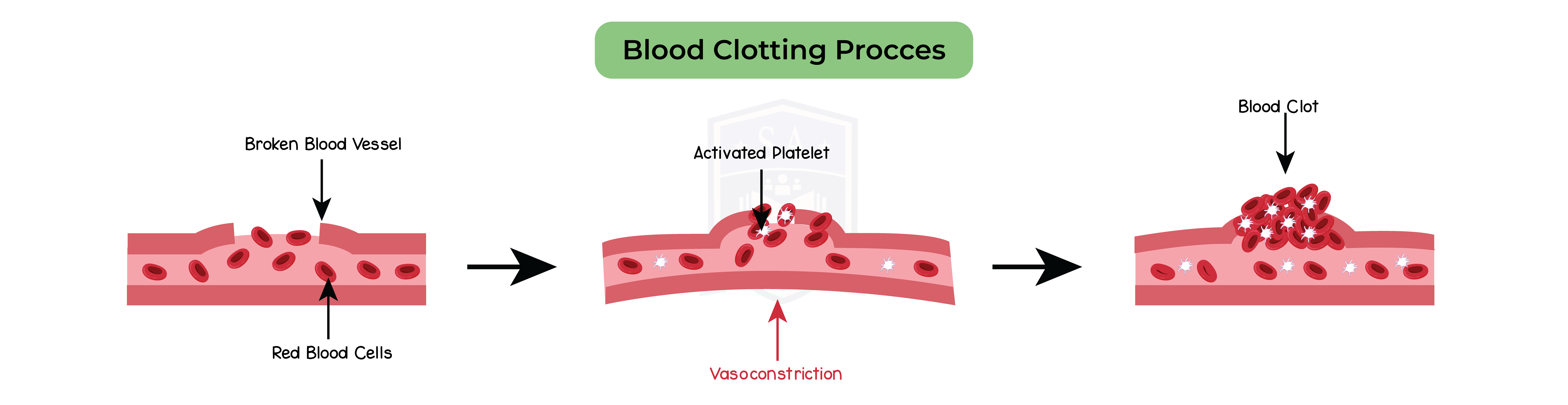 IGED BIO TOPIC 10 013 Blood Clotting Procces Studia Academy Resources