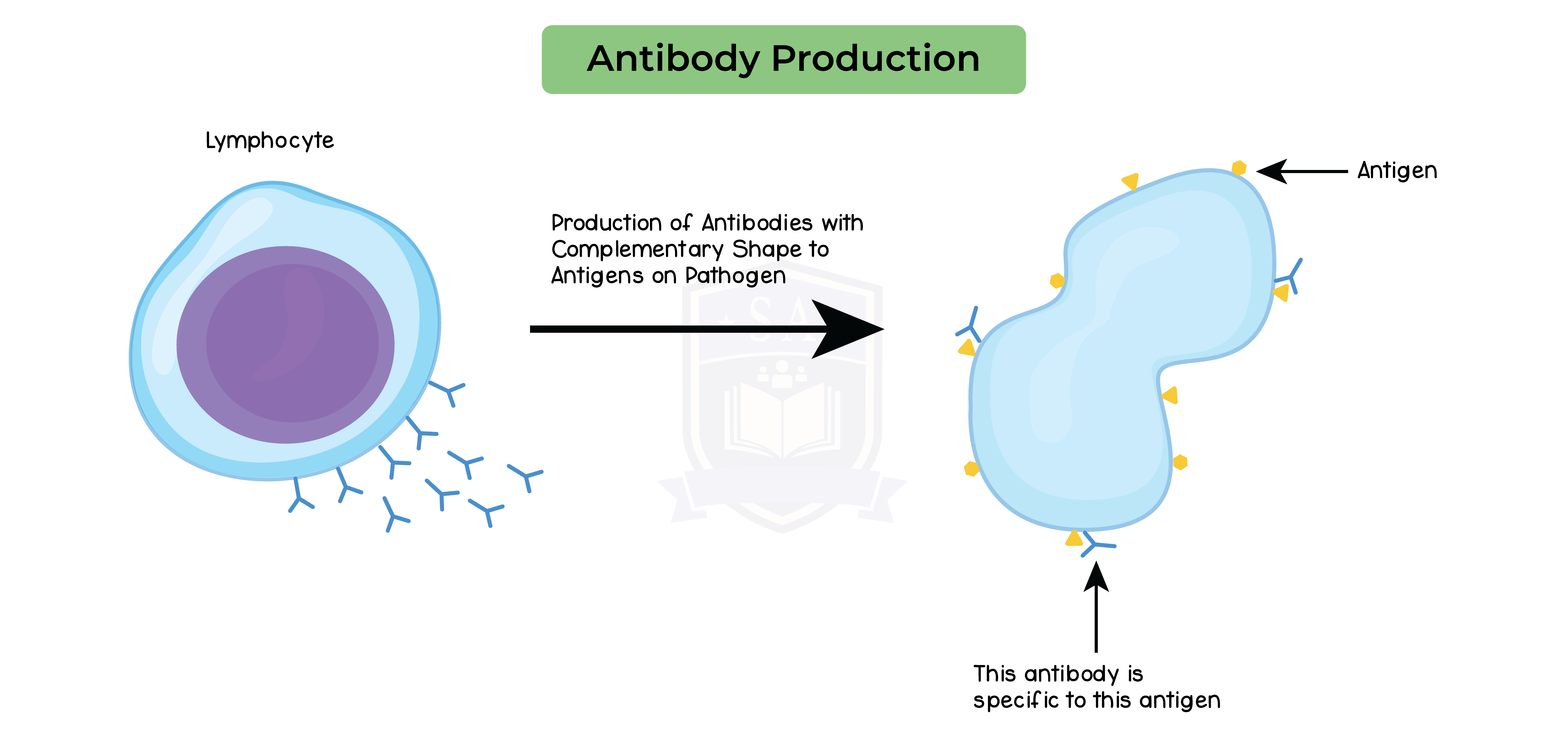 IGED_BIO_TOPIC-10_016_Antibody-Production - Studia Academy Resources