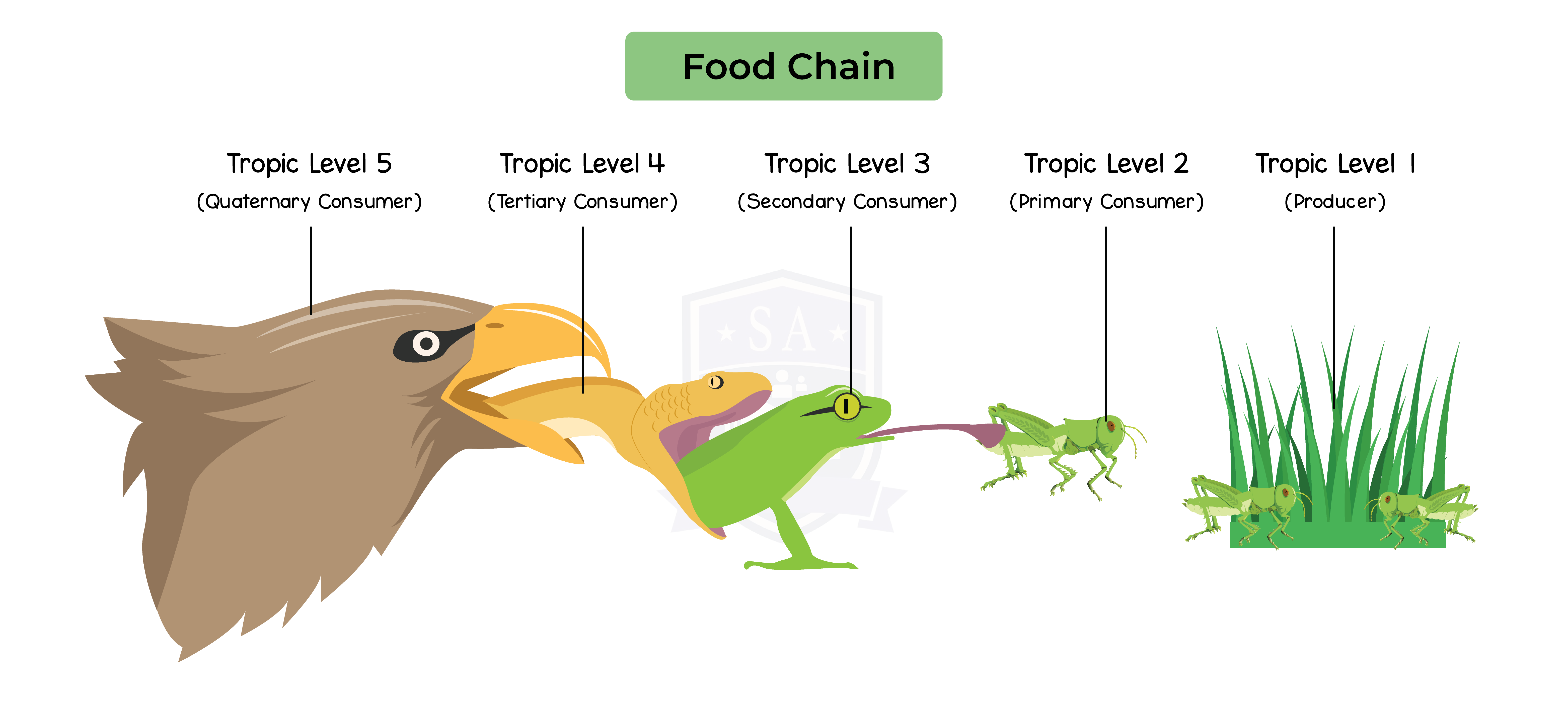 IGED BIO TOPIC 16 001 Food Chain 2 Studia Academy Resources