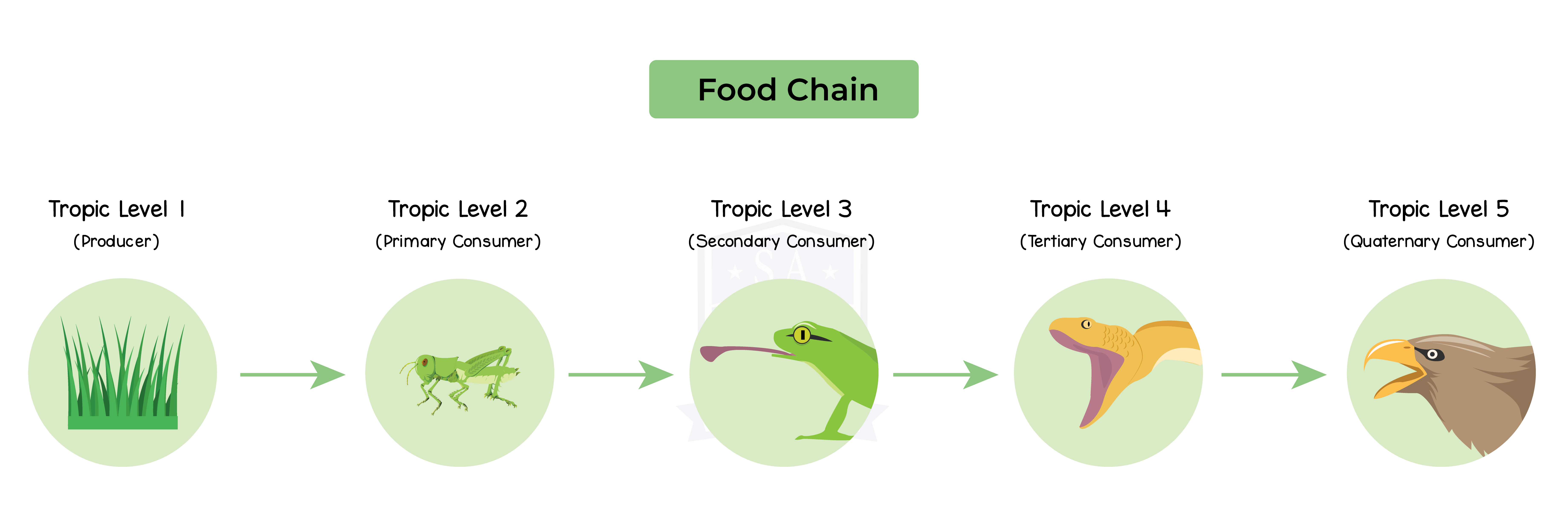 iged-bio-topic-16-002-food-chain-2-studia-academy