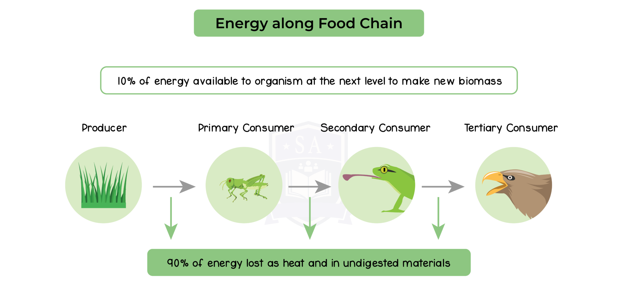 IGED_BIO_TOPIC-16_003_Energy-along-Food-Chain-1 - Studia Academy Resources