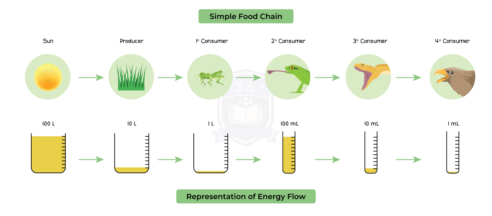 iged-bio-topic-16-011-energy-flow-along-food-chain-studia-academy