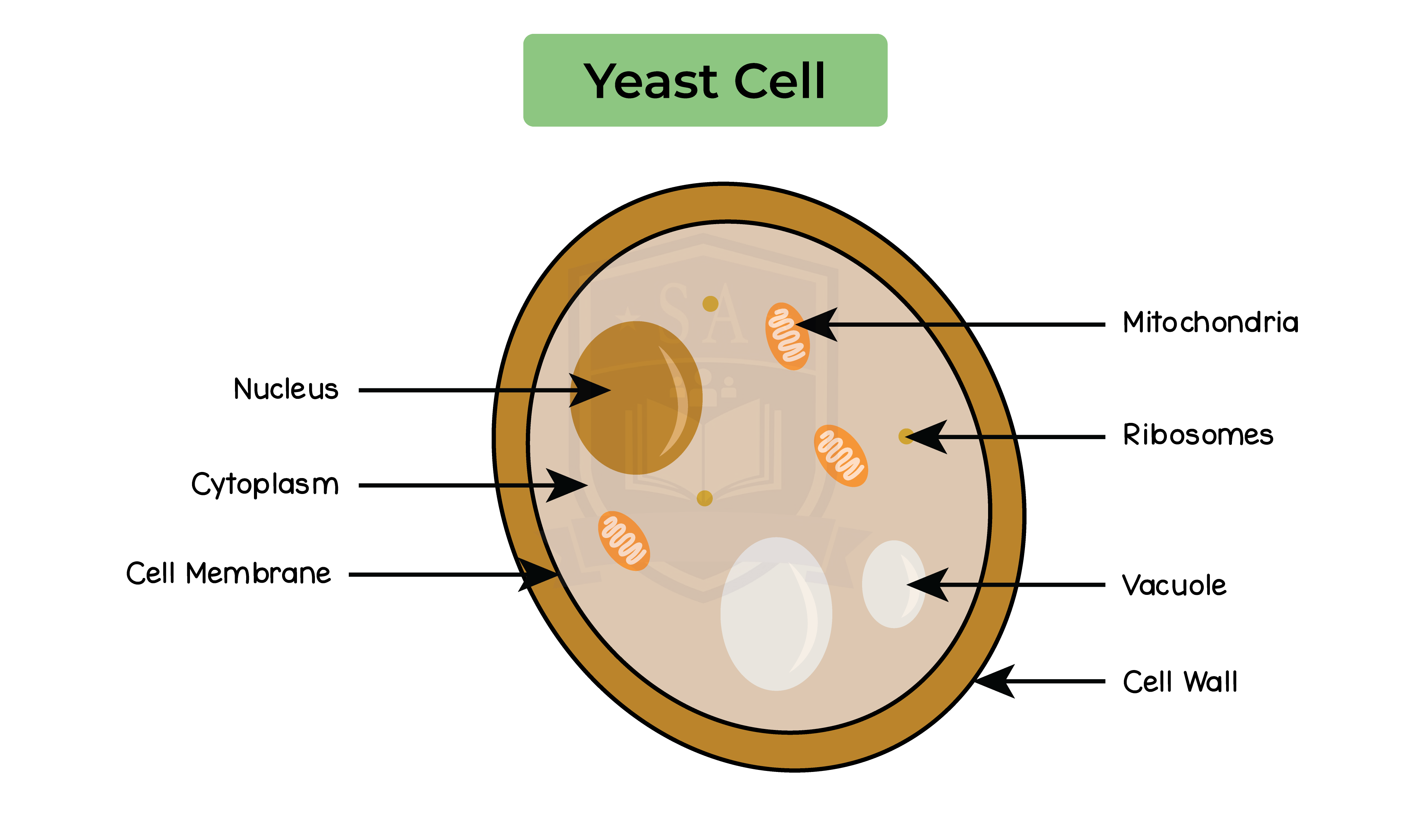 IGED BIO TOPIC 19 004 Yeast Cell Studia Academy Resources