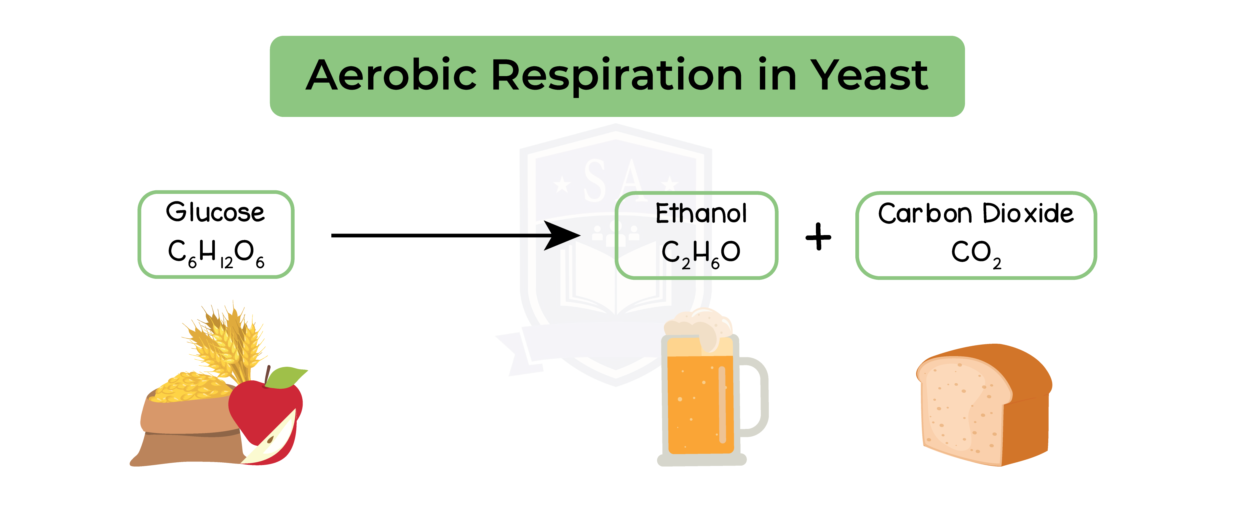 aerobic respiration experiment yeast