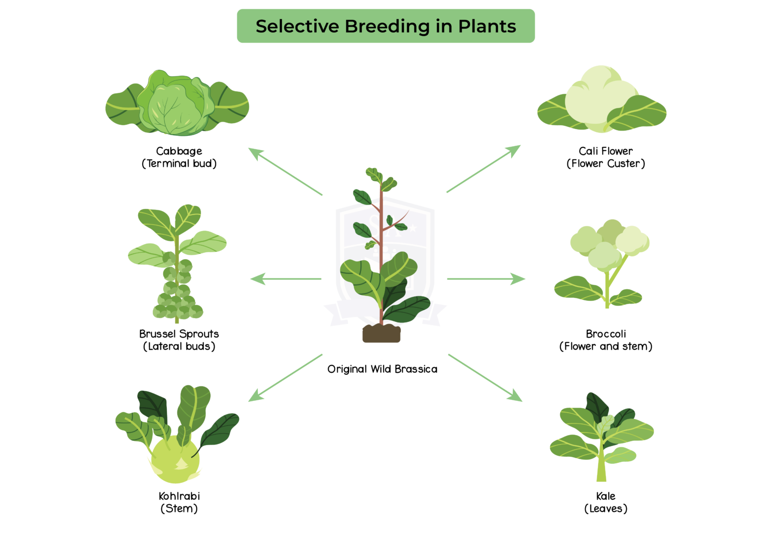 5-2-selective-breeding-studia-academy-resources