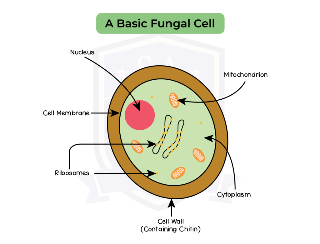 IGED_BIO_TOPIC-2_003_Basic-Fungal-Cell - Studia Academy Resources