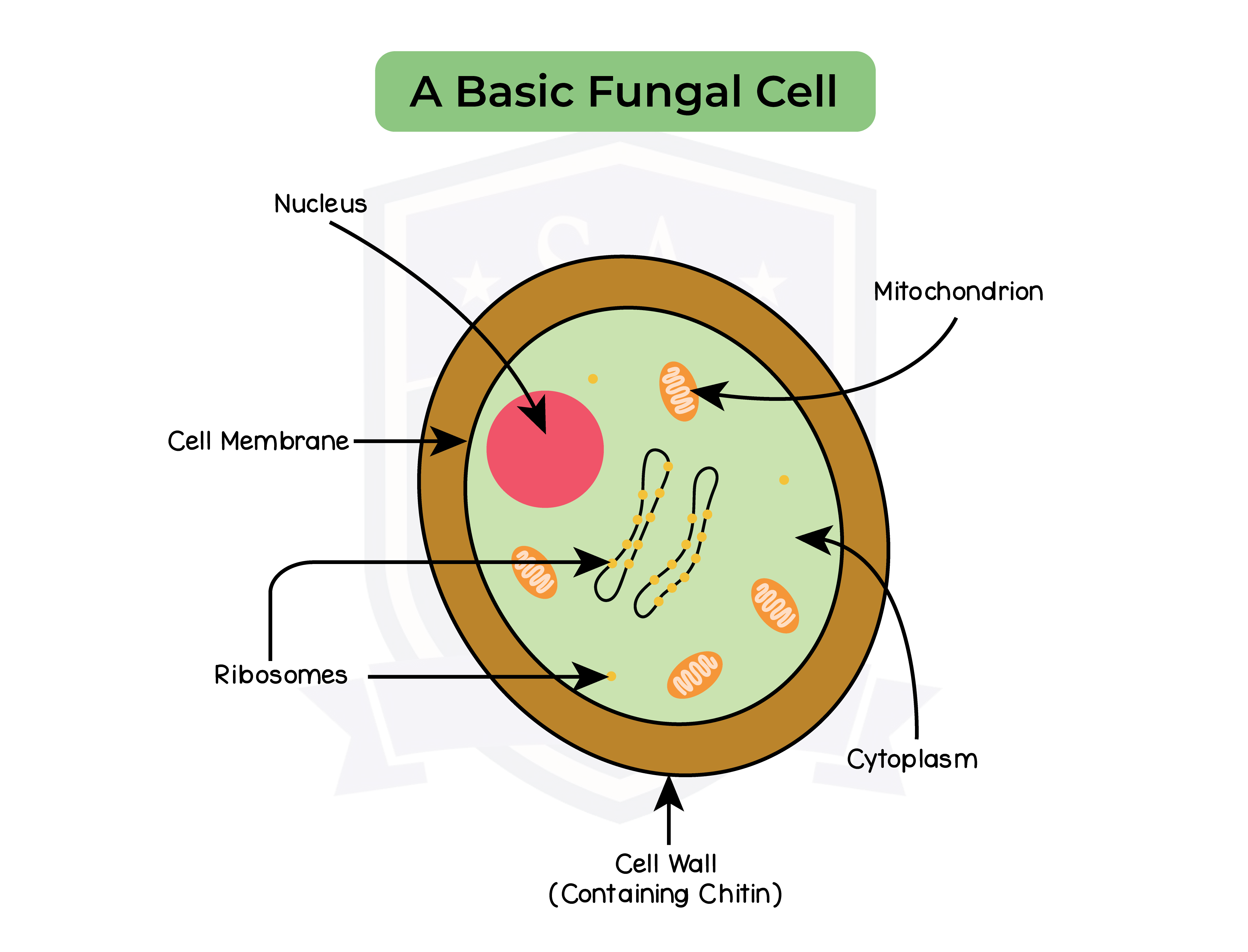 IGED_BIO_TOPIC-2_003_Basic-Fungal-Cell - Studia Academy Resources