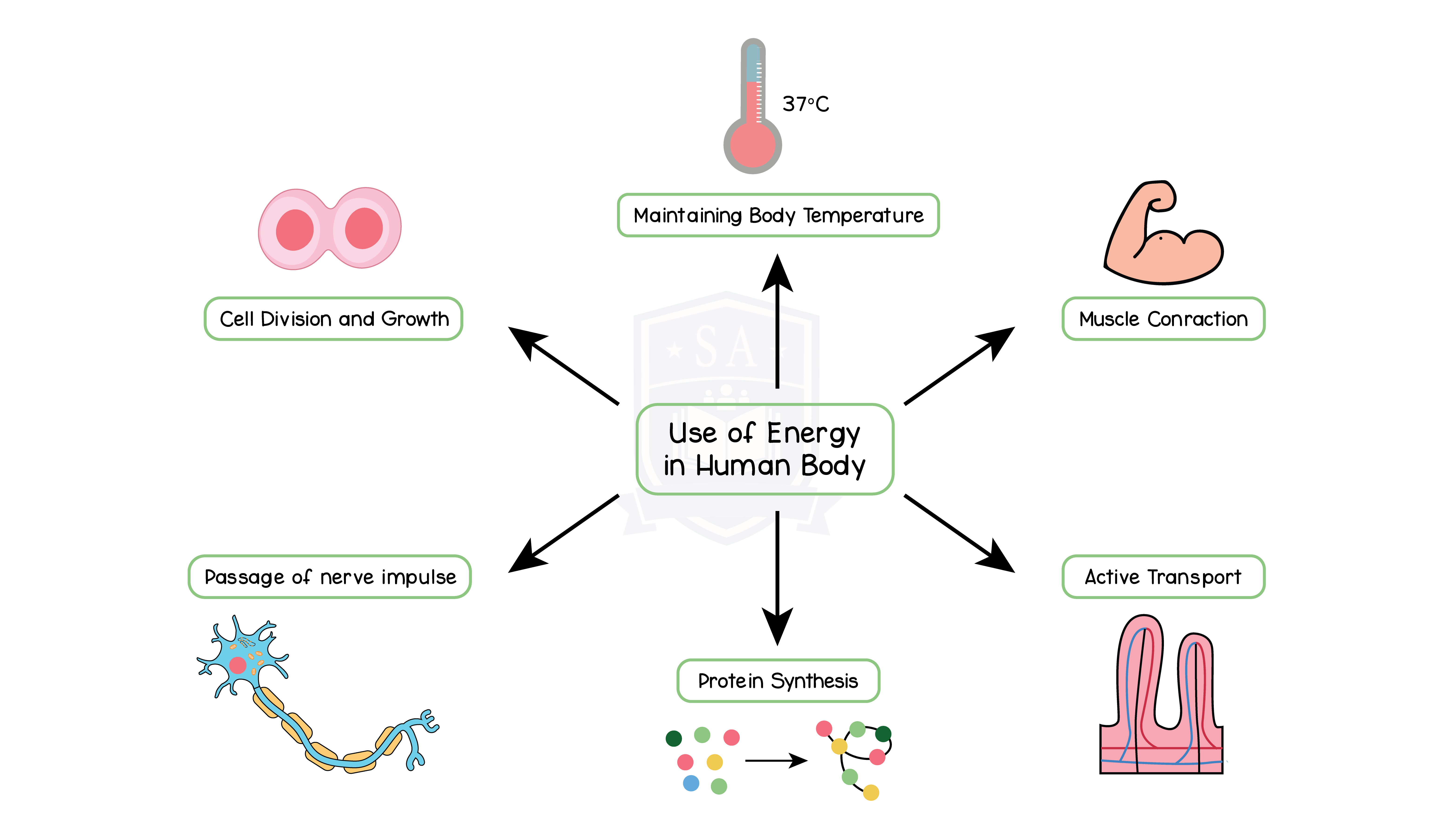 IGED_BIO_TOPIC-8_001_Use-of-Energy-in-Human-Body - Studia Academy Resources