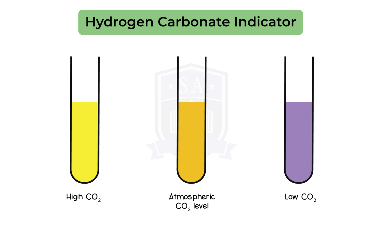 iged-bio-topic-8-005-hydrogen-carbonate-indicator-studia-academy