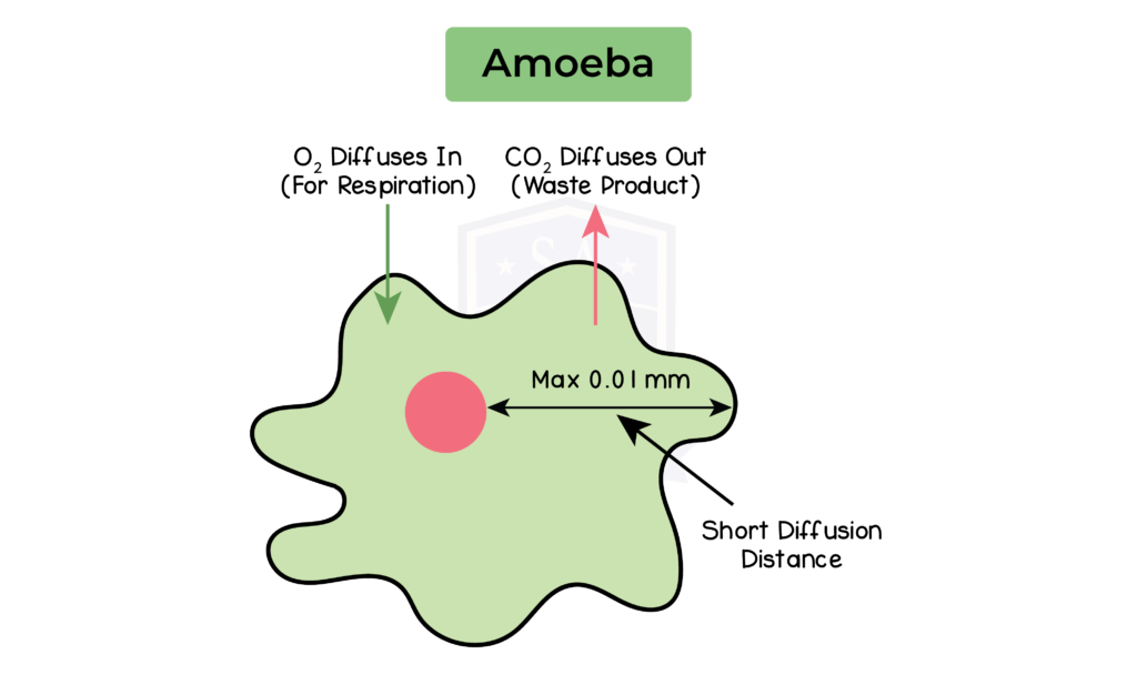 2.8 Gas Exchange (in Plants) - Studia Academy Resources