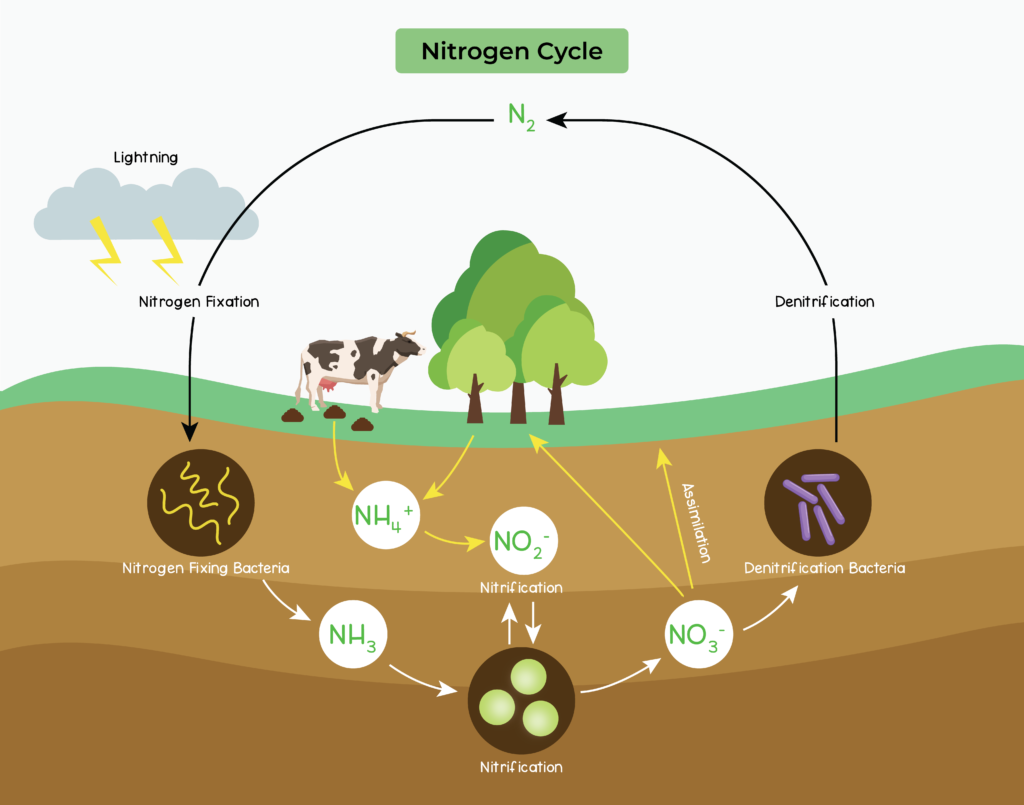 edexcel_igcse_biology_topic-23_cycles-within-ecosystems_002_nitrogen ...