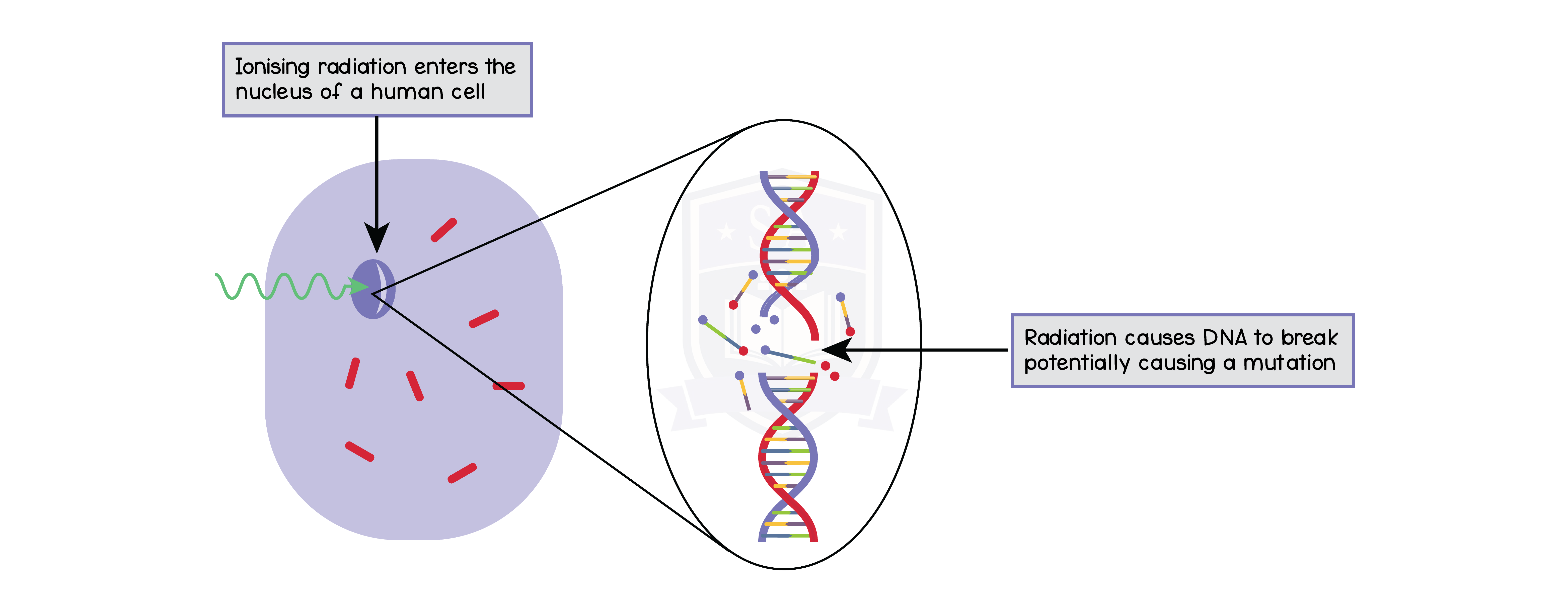 edexcel_igcse_physics_topic 018_radioactivity_and_particles_018_effect_of_ionising_radiation_in_human_cell_mutation